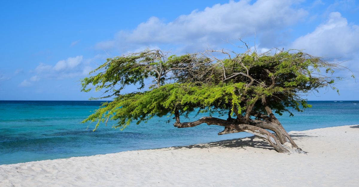 A stunning Divi Divi tree by the turquoise Caribbean sea on a sunny beach in Aruba.